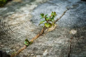 lecturas 20201119 020.jpg Sant Francesc de Ciutadella
